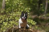 BOULEDOGUE FRANCAIS 1056